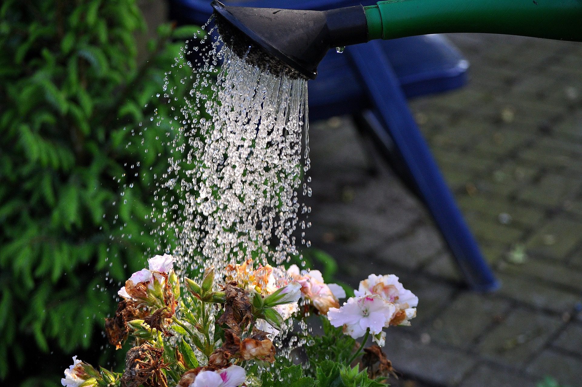 If you don t water plants they. Полив из лейки. Полив растений в саду. Поливать цветы. Лейка поливает цветы.